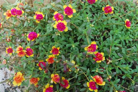 Rare Cinderella Fairy Tale Purslane Beautiful Pink And Yellow Flowers