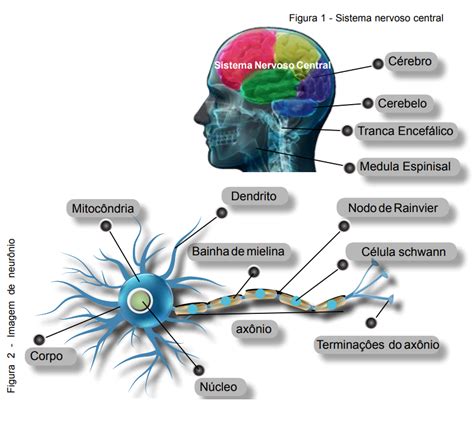 Neurociências e Neurocientistas