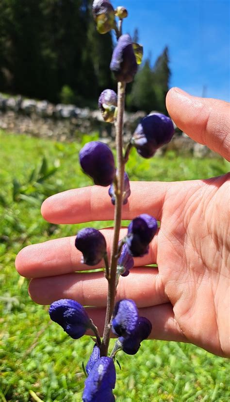 Monk S Hood Aconitum Napellus Observation Org