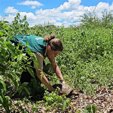 Ação na caatinga permite a reintegração de animais silvestres na Bahia