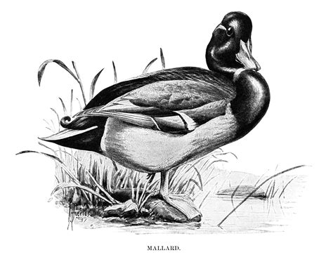 Mallard Duck Clip Art Black And White