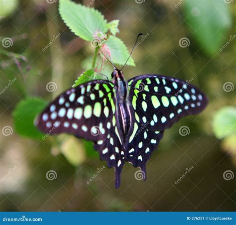 Mariposa Manchada Verde Imagen De Archivo Imagen De Manchado