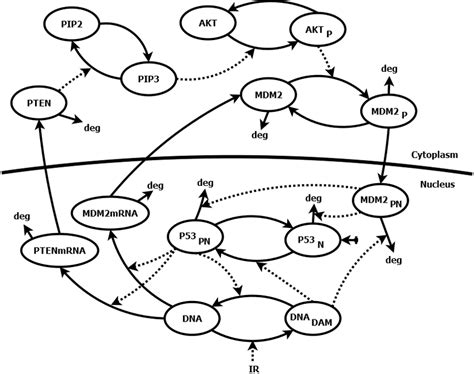 Schematic Diagram Of The P53 Signaling Pathway Model [32] The Model