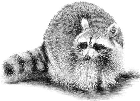 Raccoon Drawing Common Raccoon Drawing Raccoon Drawing Raccoon