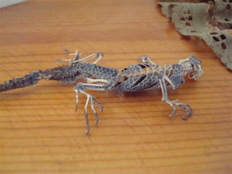 Desert Beauty: Lizard Skeleton