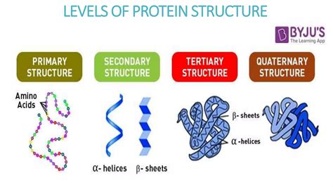 PROTEINS LEVELS OF STRUCTURAL CONFORMATION Pptx Pptx