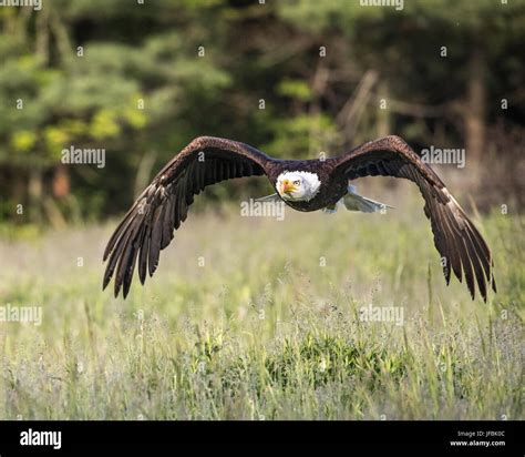 Bald Eagle Feet Stock Photos & Bald Eagle Feet Stock Images - Alamy