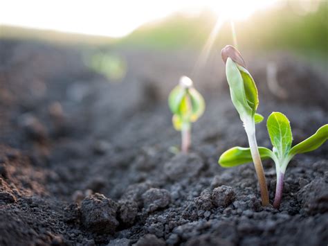 Plants That Can Grow In Partial Sun Best Options For Central Florida