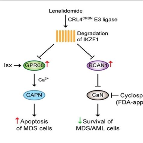 Overview Of The Mechanism Of Action Of Lenalidomide In Mds Aml Through