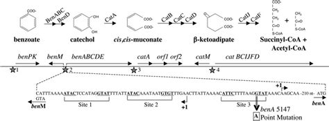 Benzoate Degradation By Adp1 Via The Ketoadipate Pathway The