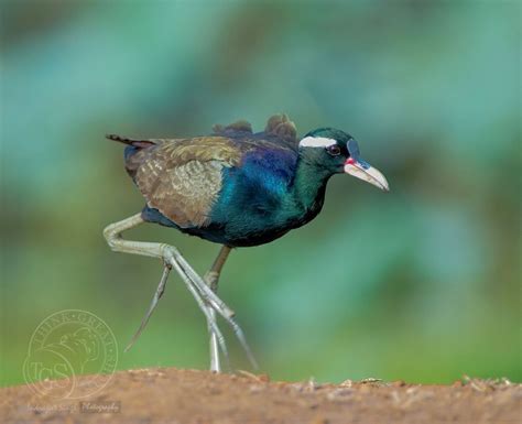 Bronze Winged Jacana By Indrajeet Singh Photo 131150743 500px