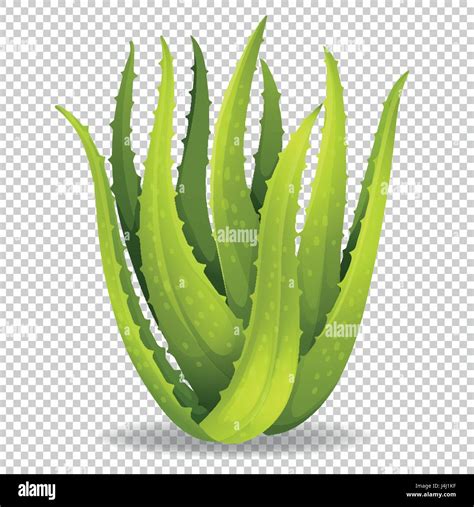 Aloe vera ilustración sobre fondo transparente Imagen Vector de stock