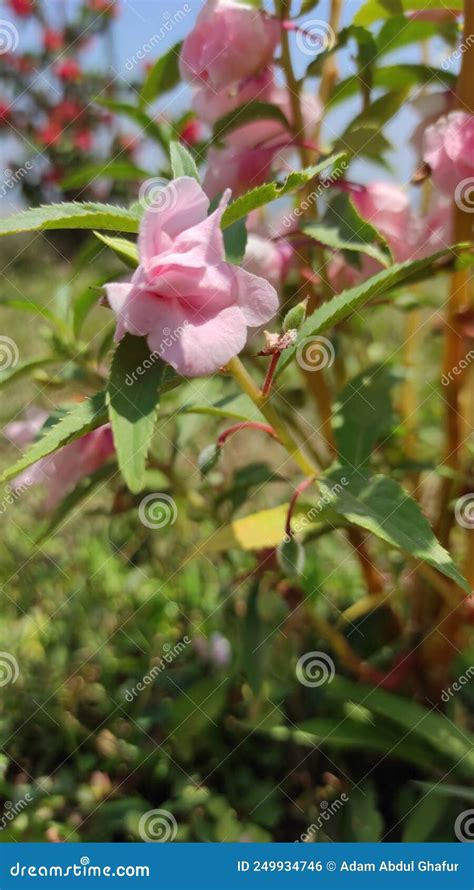 Reddish Pink Flowers - Stock Photo Stock Photo - Image of nature, pink: 249934746