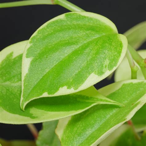 Cupid Peperomia Peperomia Scandens Variegata