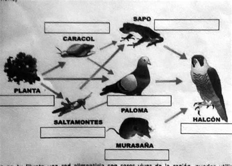 Solved Observa La Siguiente Cadena Alimenticia Y Escribe A Cada Ser