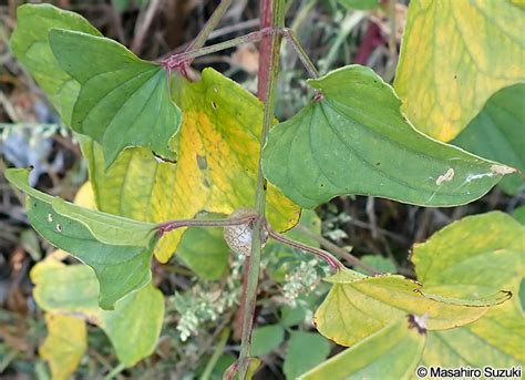 ヤマノイモ Dioscorea Japonica