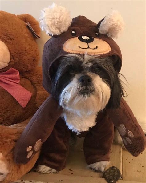 Deluxe Bear Dog Costume Perfect for Valentines Day - Etsy | Bear dog, Dog costume, Pet costumes