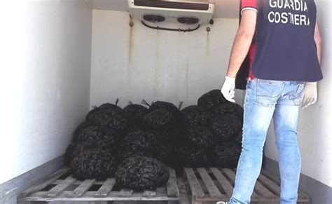 Cozze Allevate In Mare Con Diossina Destinate Al Mercato Ittico Di