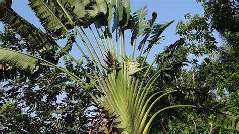 Biasa Dijadikan Tanaman Hias Ternyata Begini Isi Buah Pohon Pisang