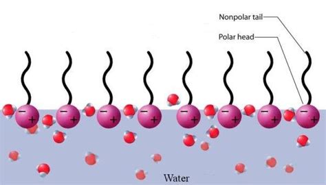 Sagescript Institute: What is a Surfactant?