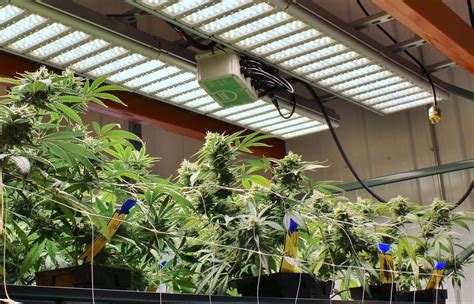 How to Select the Right Grow Light for Indoor Cannabis - GrowDiaries