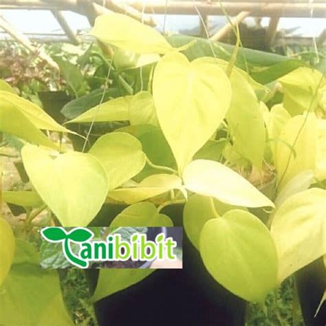 Jual Tanaman Hias Sri Gading Daun Sirih Kuning Lemon Semi Indoor