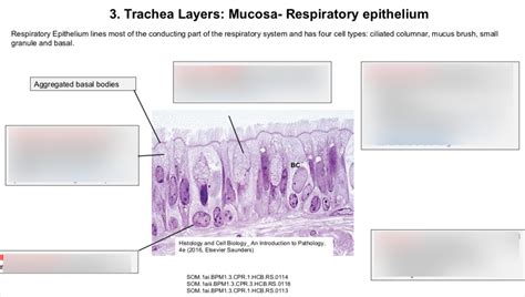 Trachea Layers Mucosa Respiratory Epithelium Diagram Quizlet