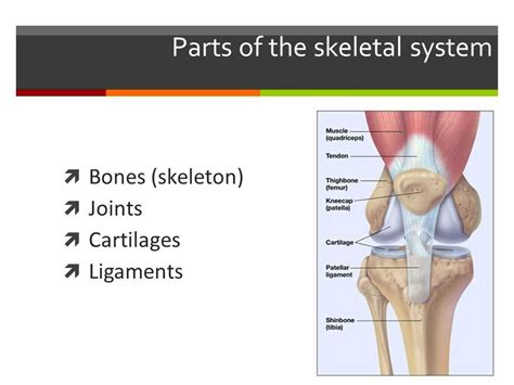 The Definitive Answer Key To Understanding Lab 12 The Skeletal System Joints