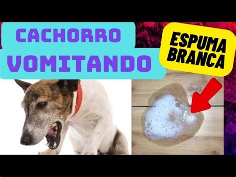 Cachorro Vomitando Espuma Branca Entenda E Resolva Youtube