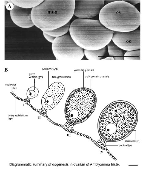 A Scanning Electron Microscopy Sem Of A Triste Ovary Showing Download Scientific Diagram