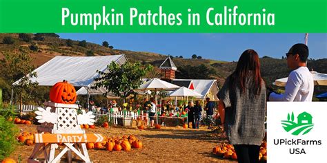 16 Of The Best Pumpkin Patches In California You Must Visit