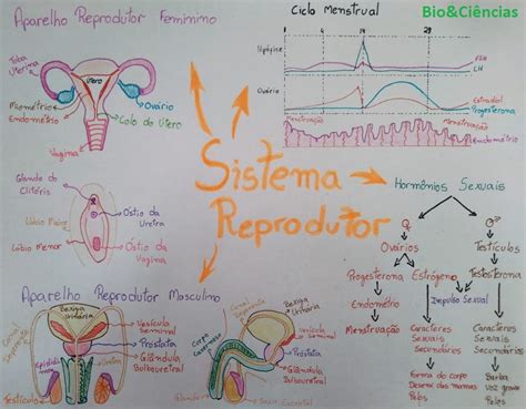 Mapa Mental Sistema Reprodutor Masculino E Feminino Ologia