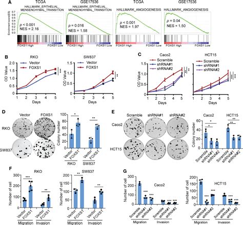 Frontiers FOXS1 Promotes Tumor Progression By Upregulating CXCL8 In