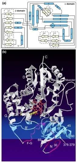 Cytochrome P450: A Vital Biosynthetic Enzymes for Drug Metabolism - PharmiWeb.com