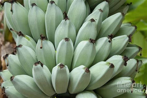 Blue Java Bananas Photograph by Inga Spence - Fine Art America