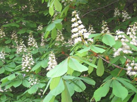 Donde Quede Alguna Flor Aesculus Hippocastanum Casta O De Indias