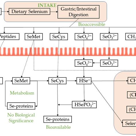 Absorption And Metabolic Pathways Of Selenium In Humans 245