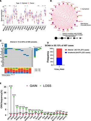 Frontiers Identification Of Novel Molecular Subtypes And A Signature