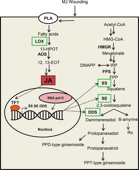 Proposed Model For The Regulation Of Ginsenoside Biosynthesis By Ja