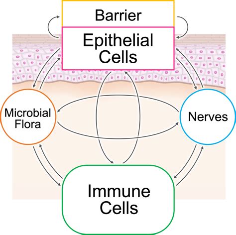 Frontiers Inflammatory Loops In The Epithelial Immune