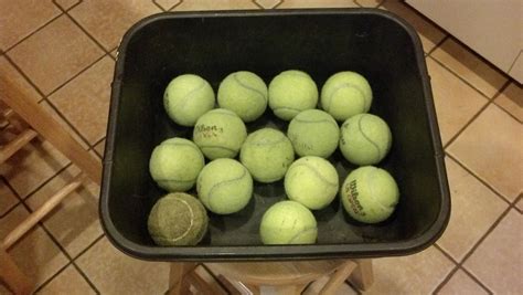 My Endless Supply of Free Tennis Balls – Singing Dogs