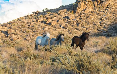 Cerbat Mustangs Kingman Arizona