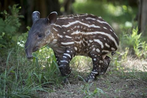 Diez Especies Endémicas De Nicaragua Enfrentan La Extinción