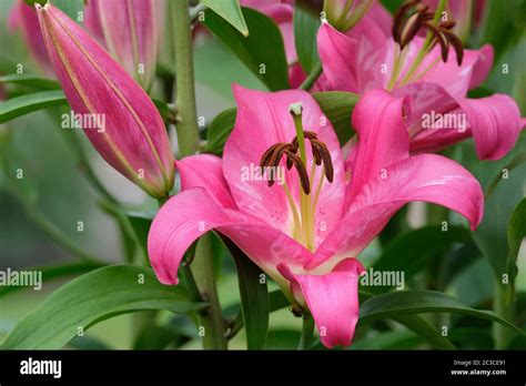 Oriental lilies hi-res stock photography and images - Alamy