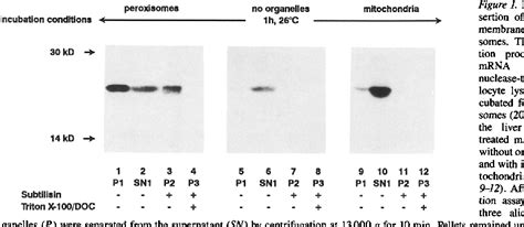 Figure From In Vitro Insertion Of The Kd Peroxisomal Membrane