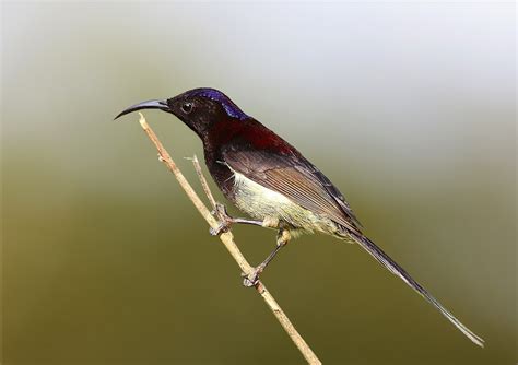 Pangot birding destination | North India Birding hotspot | Pangot