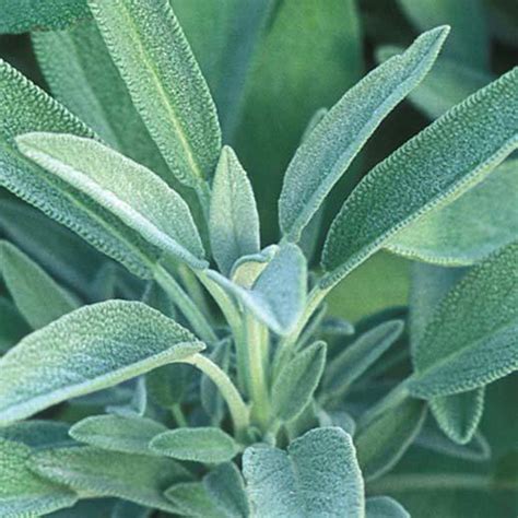 The meaning and symbolism of the word - «Sage (the herb)»