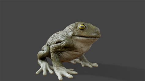 Realistic Frog - Download Free 3D model by maksroberthut [81a4995 ...