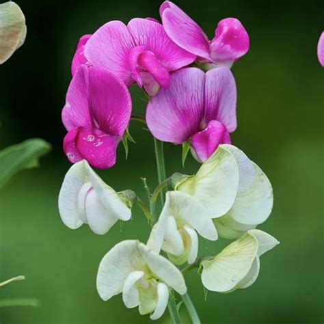 Award Winning Perennial Sweet Peas Plants Richard Jackson Garden