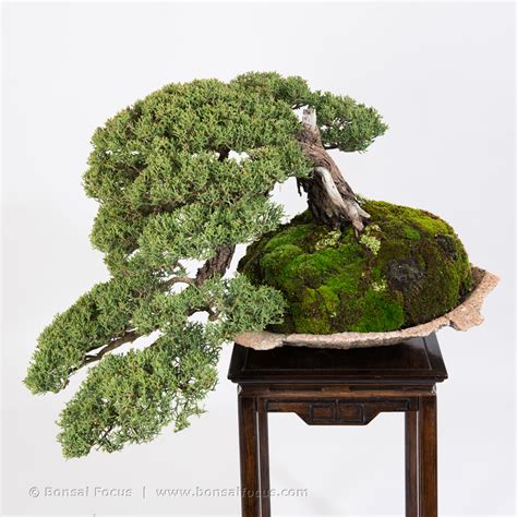 Kengai Cascade Style Bonsai Today